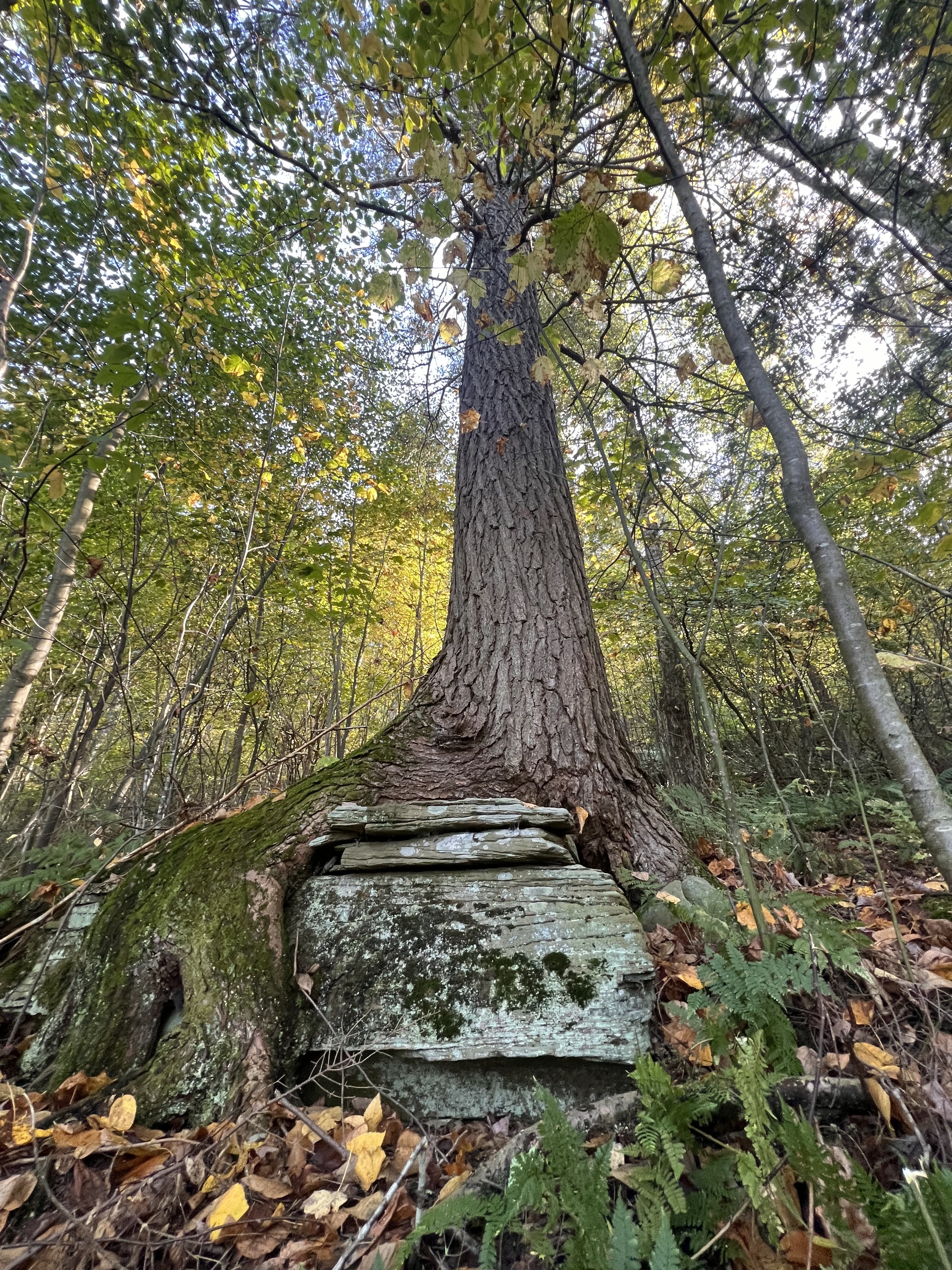 A tree growing around a rock formation